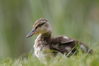 Kiskacsa