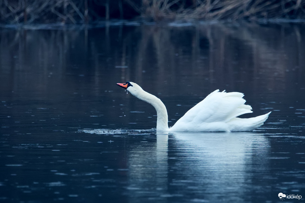 Gyönyörű hattyú 