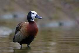 Apáca fütyülőlúd 