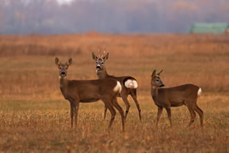 Őzcsalád az őszi mezőn