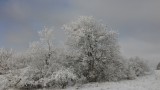 Fehérben a természet.