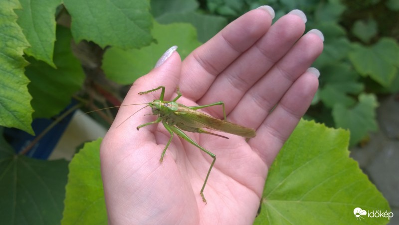 Zöld lombszöcske (Tettigonia viridissima)