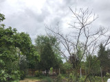 Domaszék