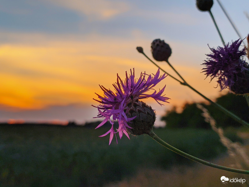Behajlott az alkonyba