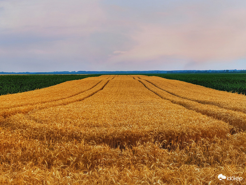 Sárgálló árpaföld