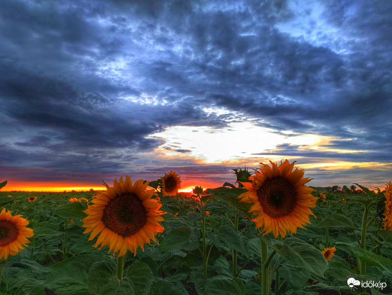 Nap a napraforgók között