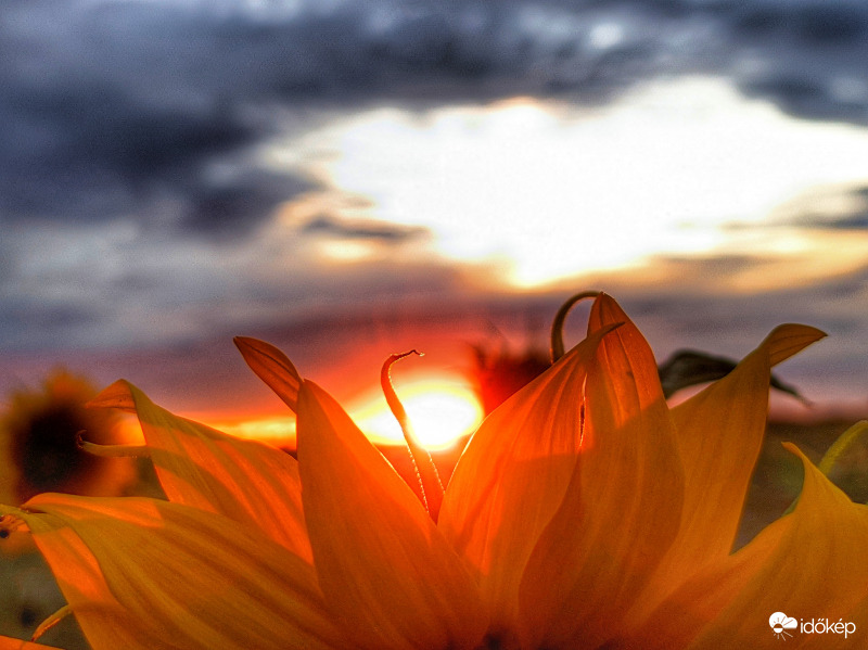 Napraforgó szirmai között