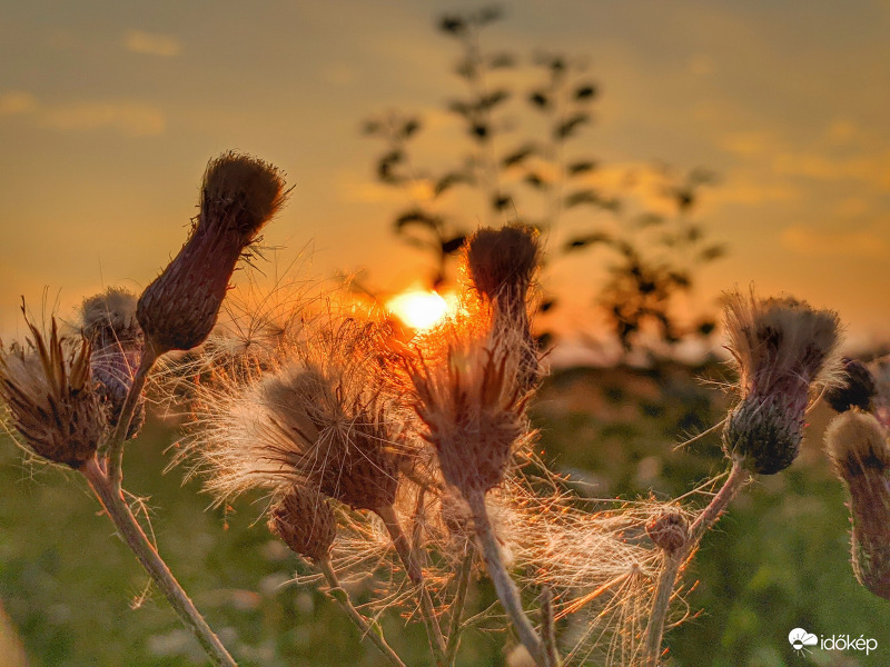 Pamacsok között nyugvó