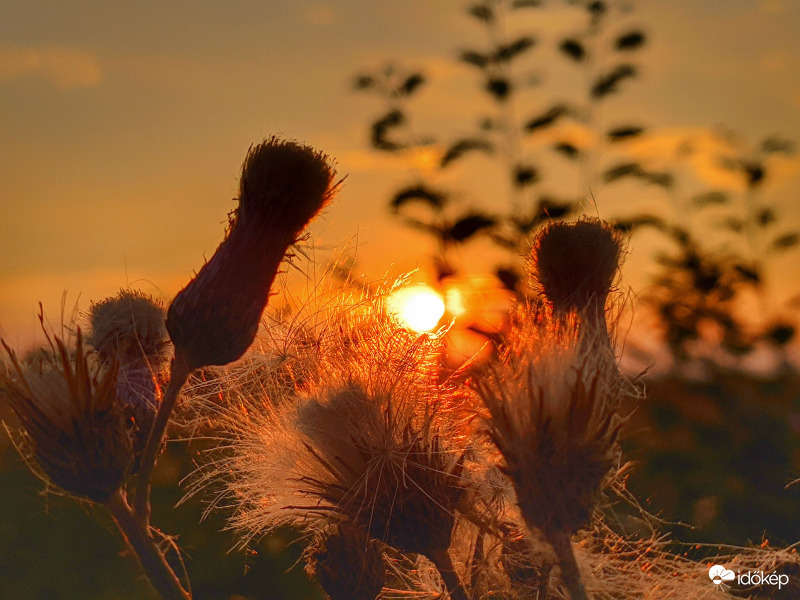 Pamacsok között nyugvó 2.
