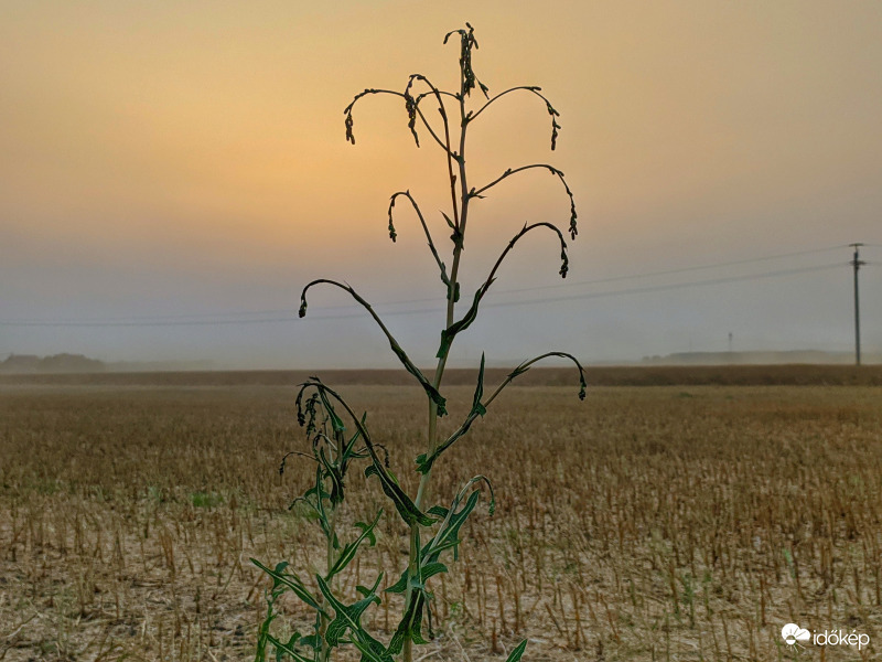 Porba veszett alkony