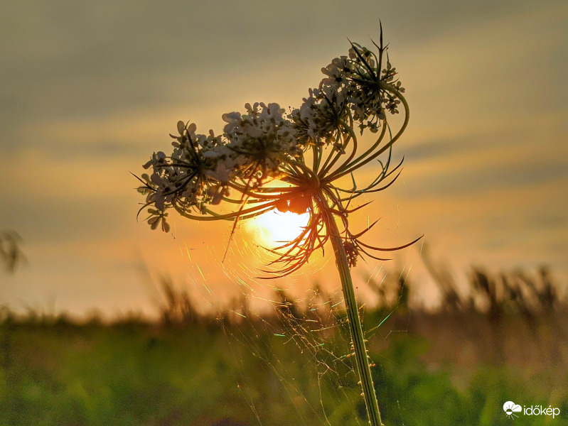 Vadmurok napnyugtakor