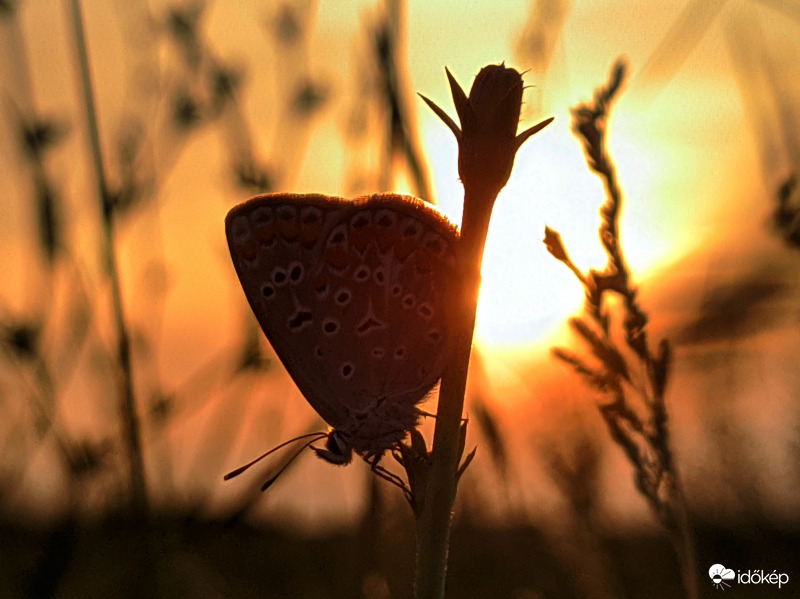Boglárkás sziluett