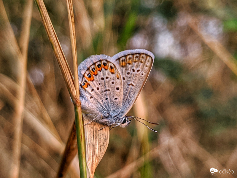 Megpihent boglárka lepke