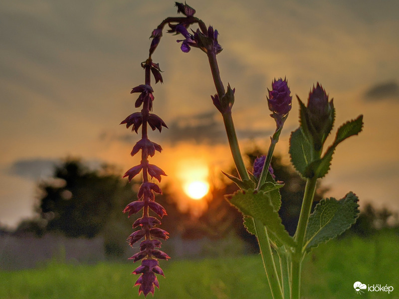 Zsályával körbezárva