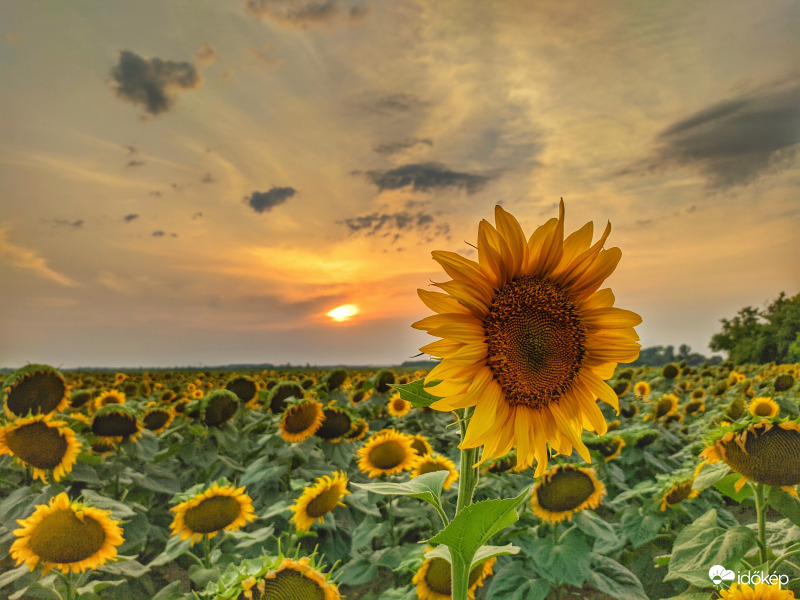 Napraforgós csendélet