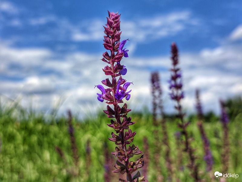 Zsályás csendélet