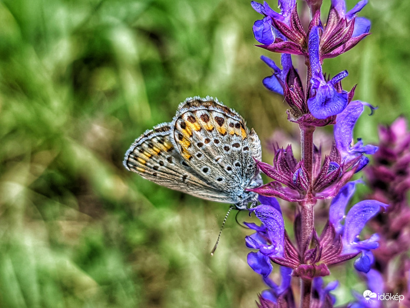 Zsályás csendélet 2.