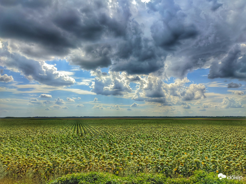 Elvirágzott napraforgók