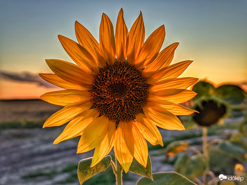 Mára kiszemelt napraforgó