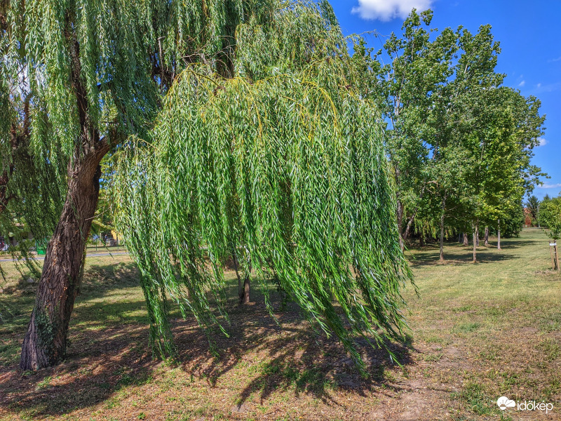 Lengedező szomorúfűz