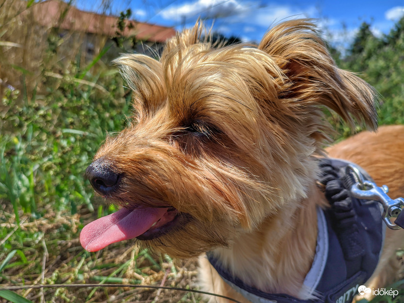 Lihegés a hőségben