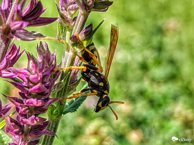 Zsályán tevékenykedő