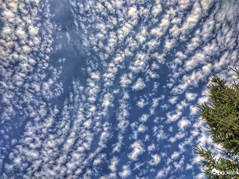 Bárányok délutánja