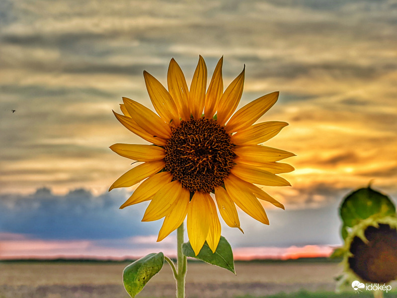 Napraforgó aranyfolyammal