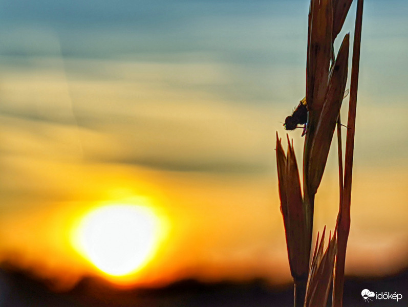 Naplementi függő légy