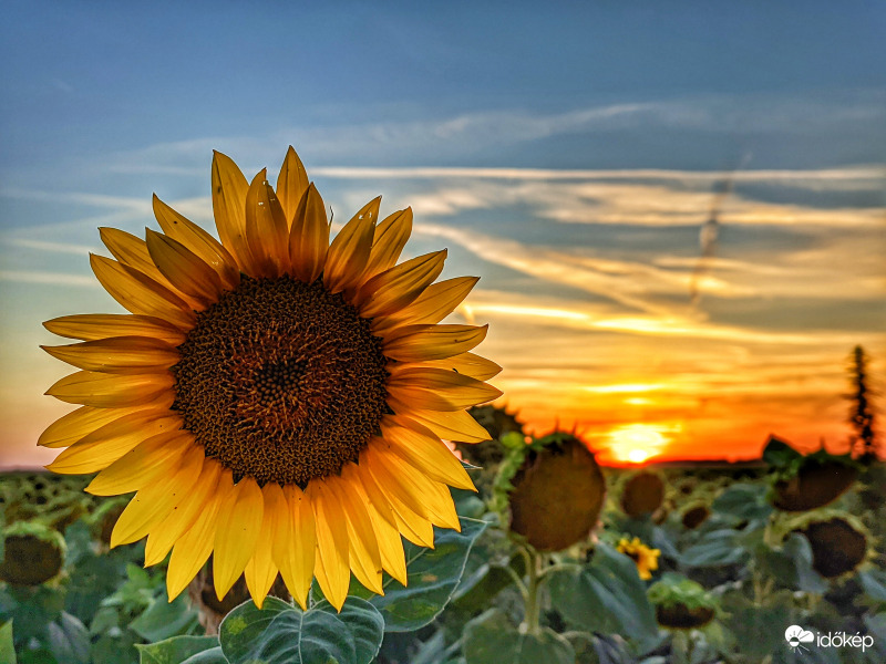 Ő még megvárta a mai alkonyt