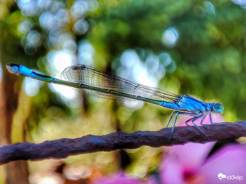 Kerítésen megpihenve