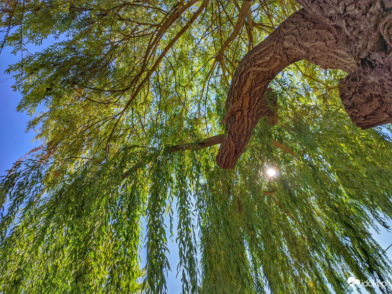 Szomorúfűz árnyékában