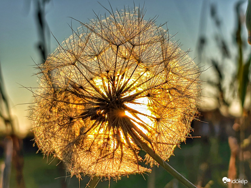 Átvilágított bóbita