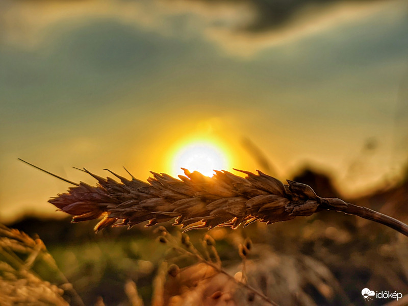 Időzés a kalászon