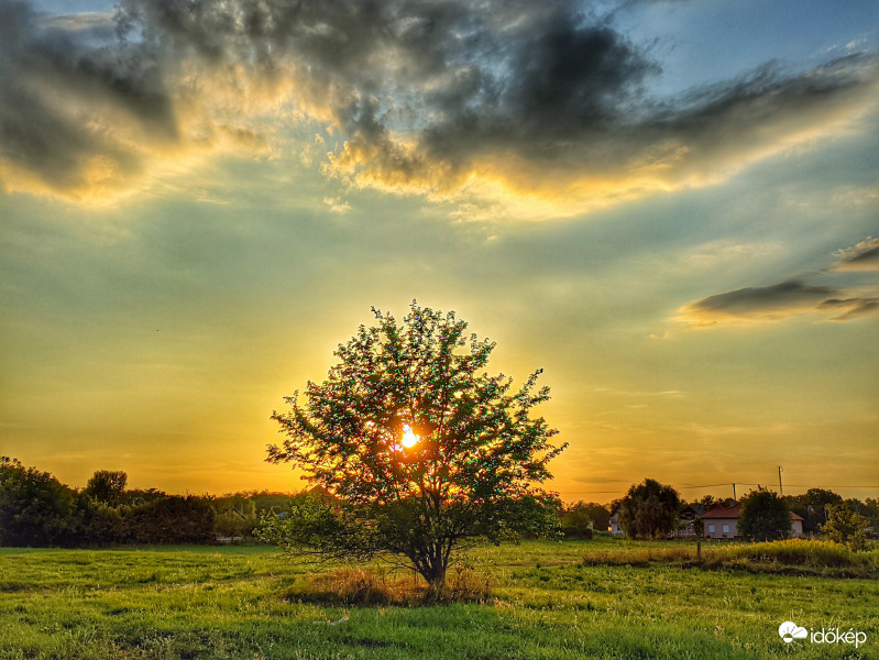 Alkony a magányos fával