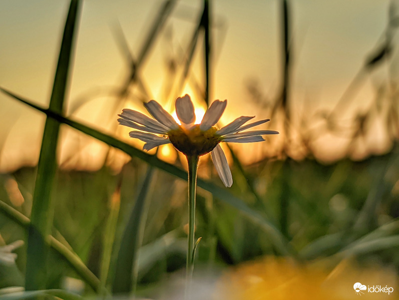 Virág az alkonyban