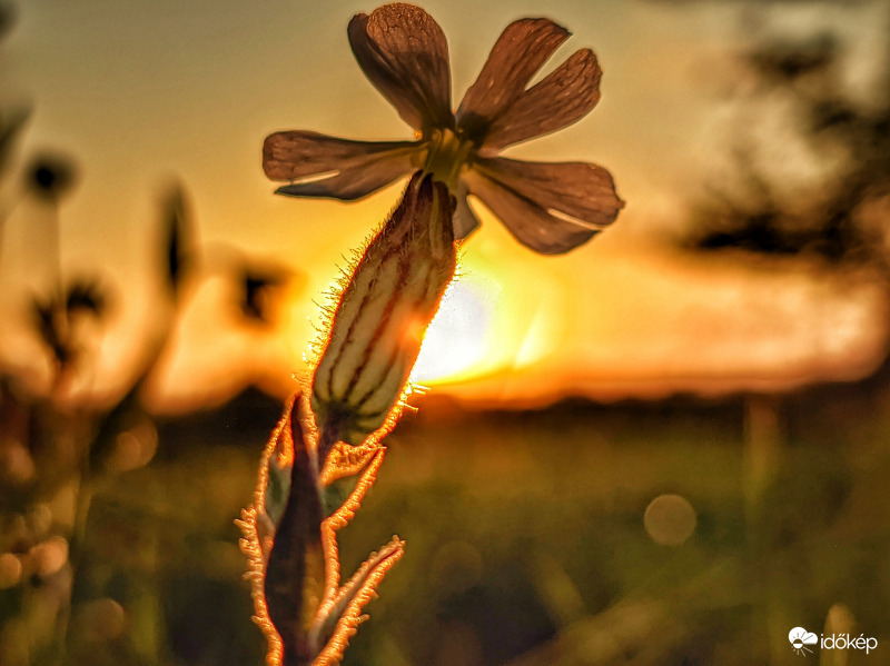 Virág az alkonyban 3.