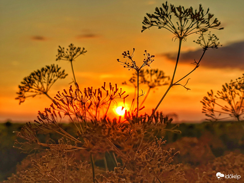 Narancsos szikkadás