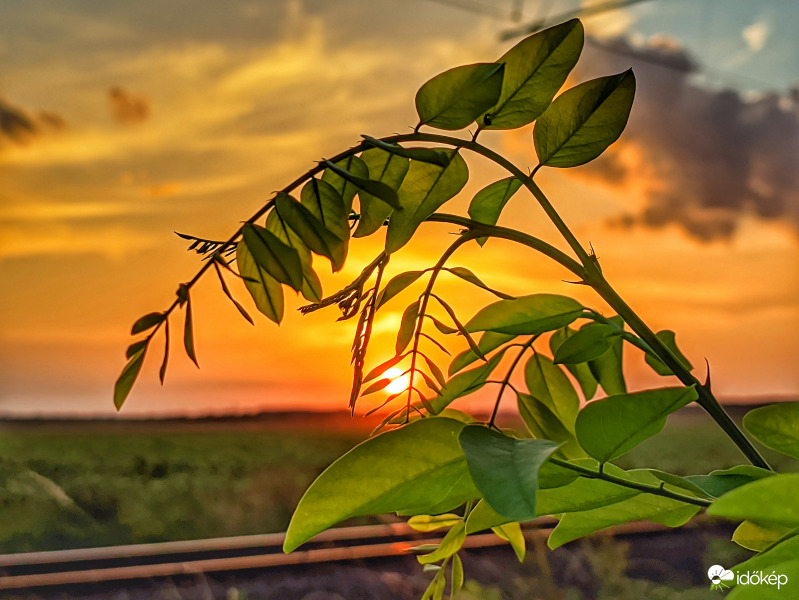 Kókadó akác naplementekor