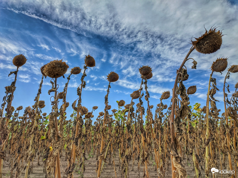 Későn jött az öntözés...