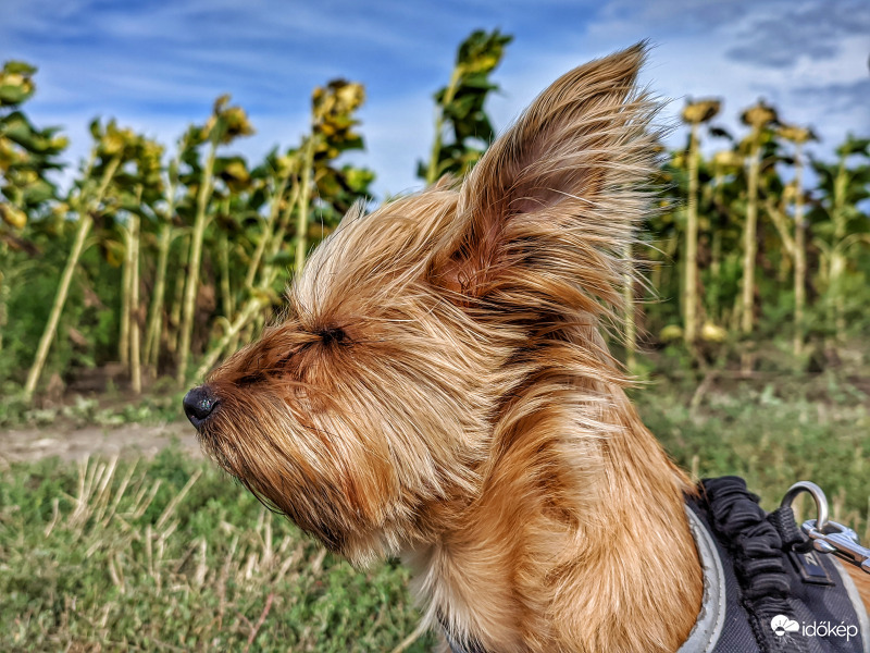 "Nem kértem hajszárítást!"