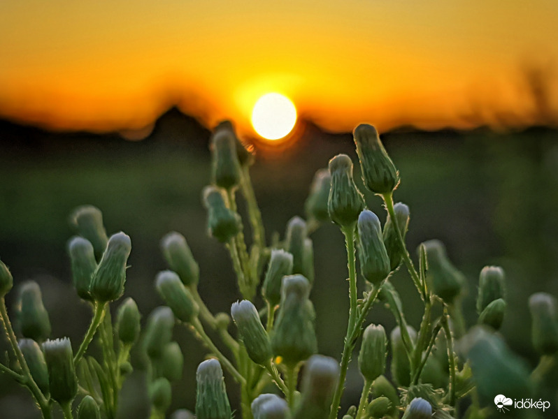 Versengés a nap felé