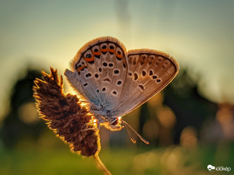 Mai napnyugtai boglárka