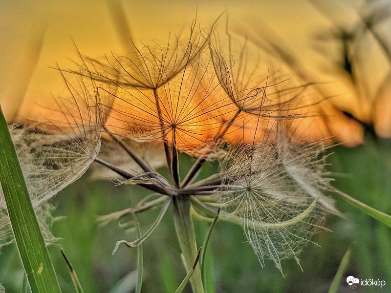 Ejtőernyősök birodalma