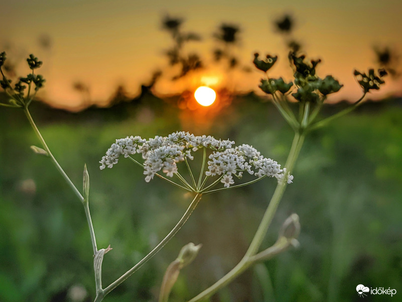 Alkonyi homályból kitörő