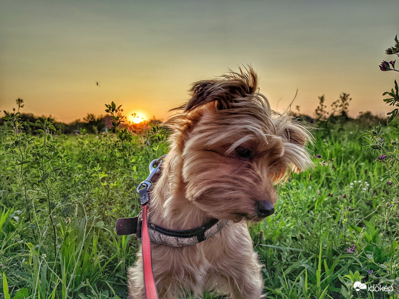 Mai naplemente Mazsolával