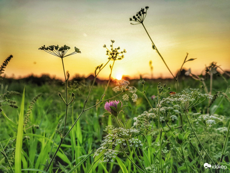 Naplementi ragyogás a mezőn