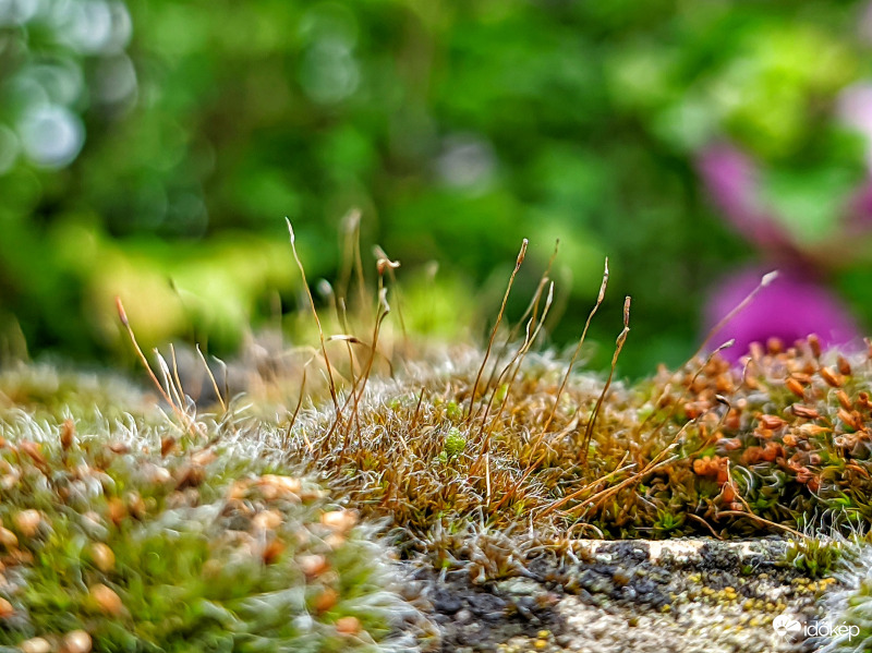 Közeledik a "mohás időszak"