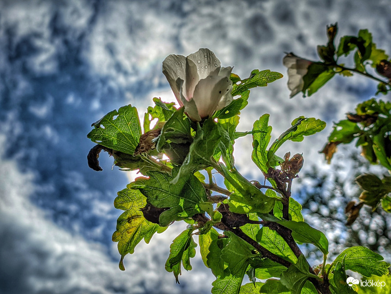 Mályvás csendélet