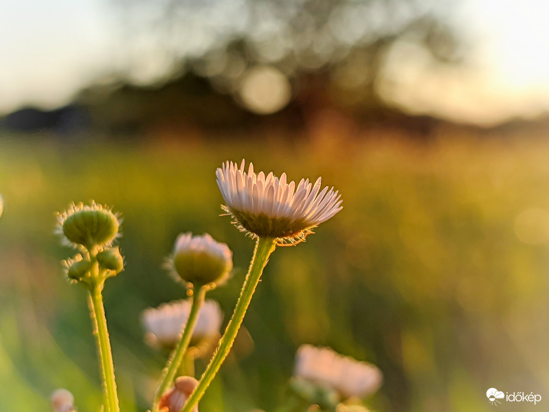 Esti megvilágításban